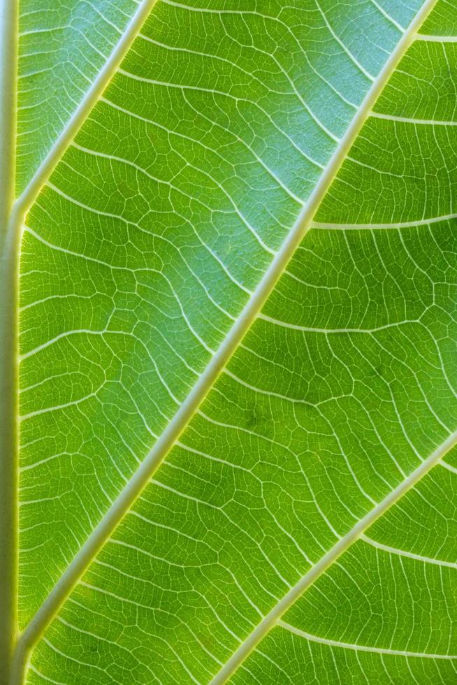 Breadfruit leaf background detail beautiful. photo