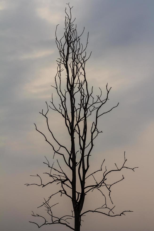 Silhouette bare trees. photo