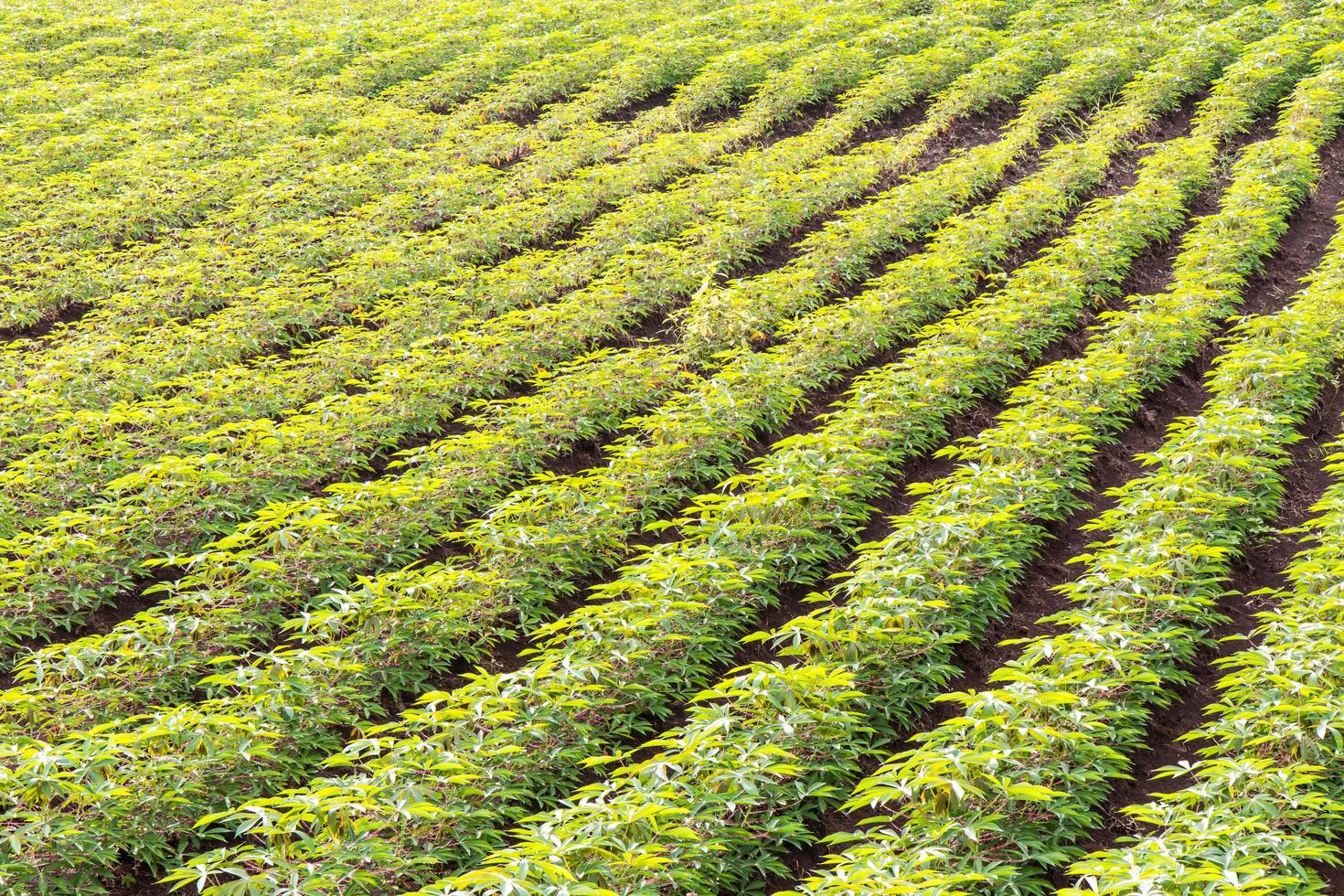 plantación de yuca de fondo. foto