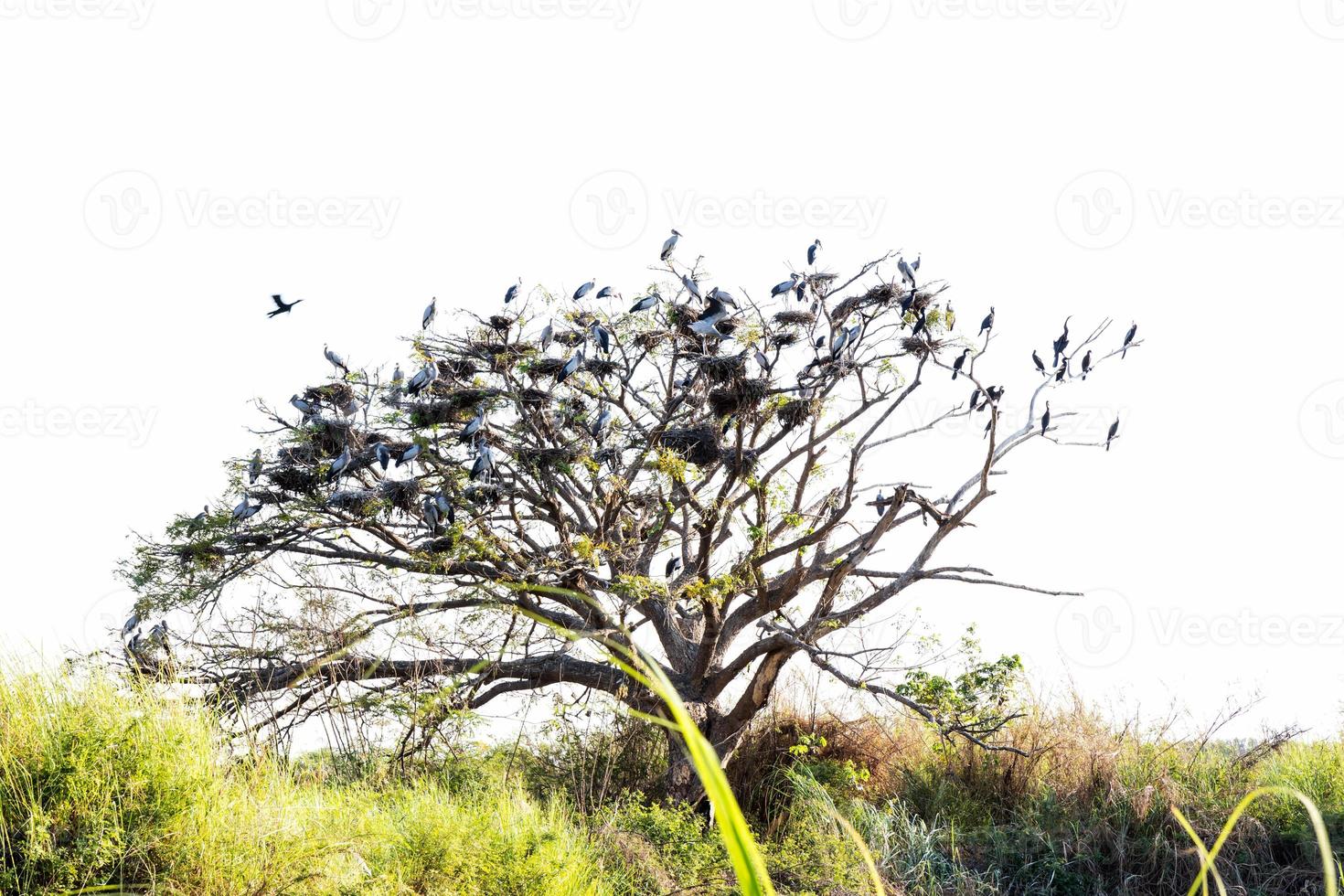 pico abierto de cigüeña con árbol seco. foto