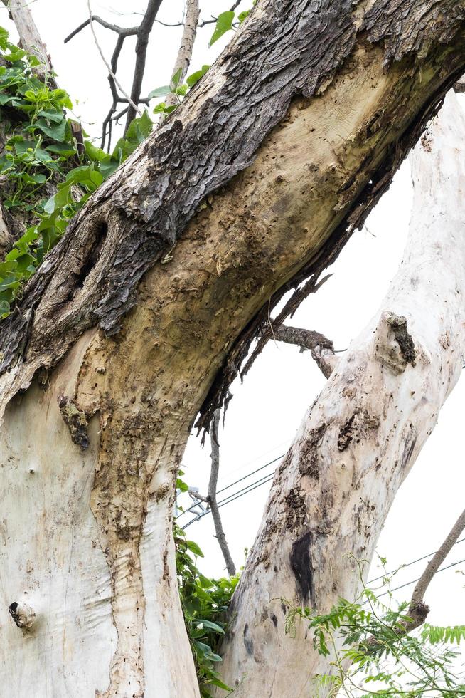 Close-up of dry dead bark. photo