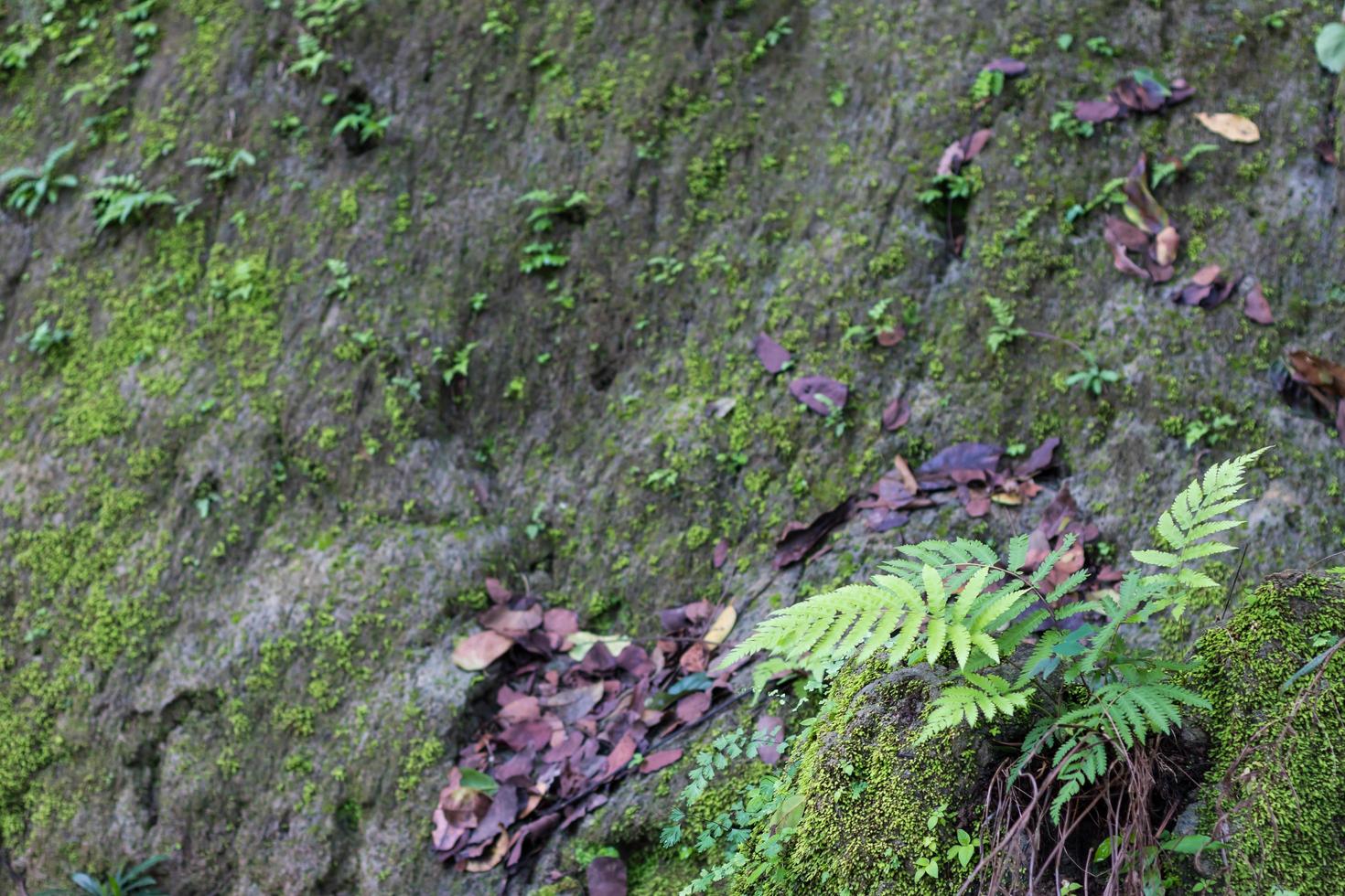 Cliff wall with moss fern. photo