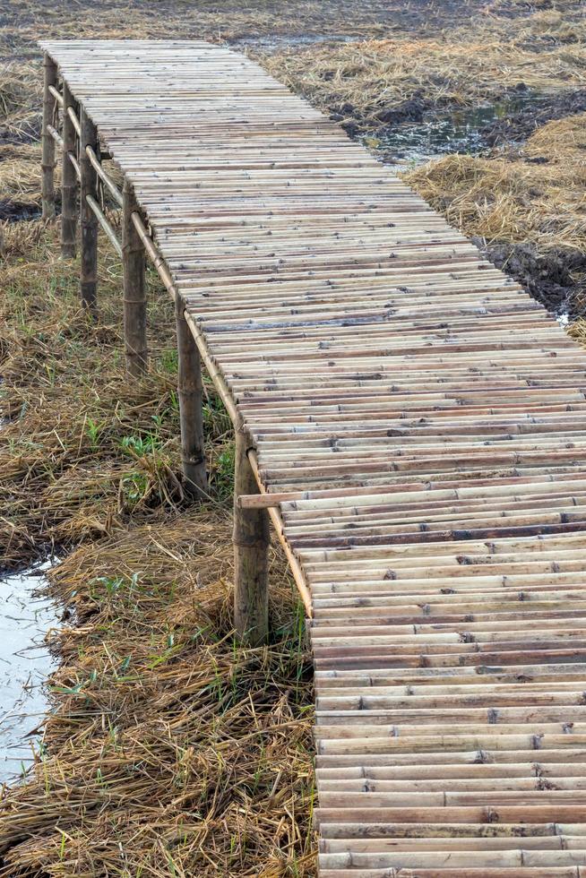 puente de bambú se extiende sobre campos de arroz secos. foto