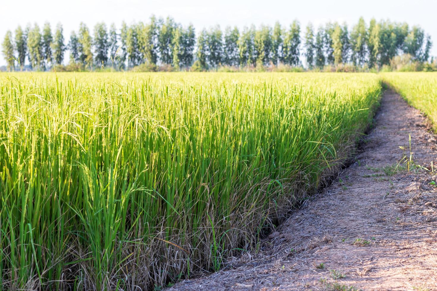 ver campos de arroz y árboles. foto