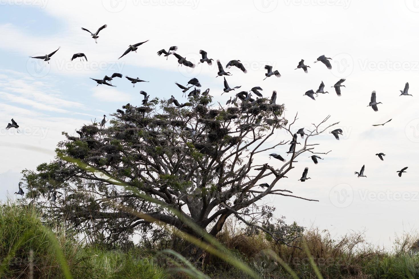 Openbill birds flying from twigs. photo