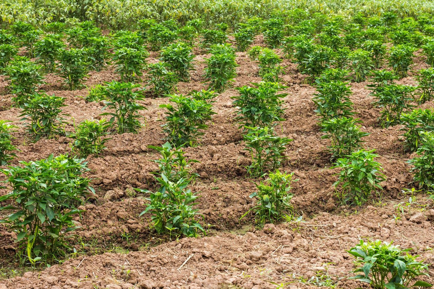 Pepper plantation soil. photo