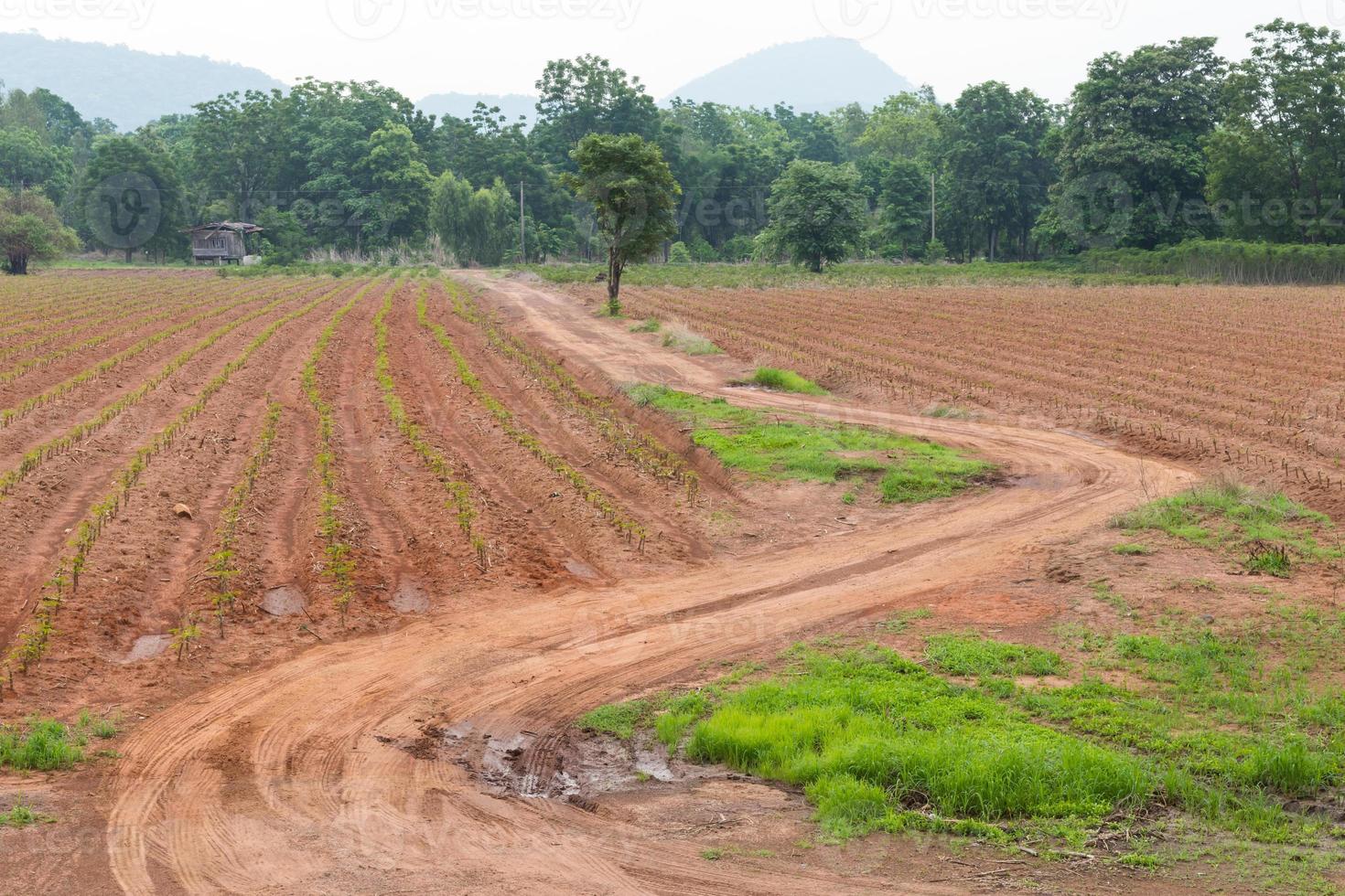 Traces cassava road. photo