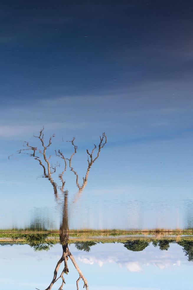 reflejo del agua del árbol seco contra el cielo. foto