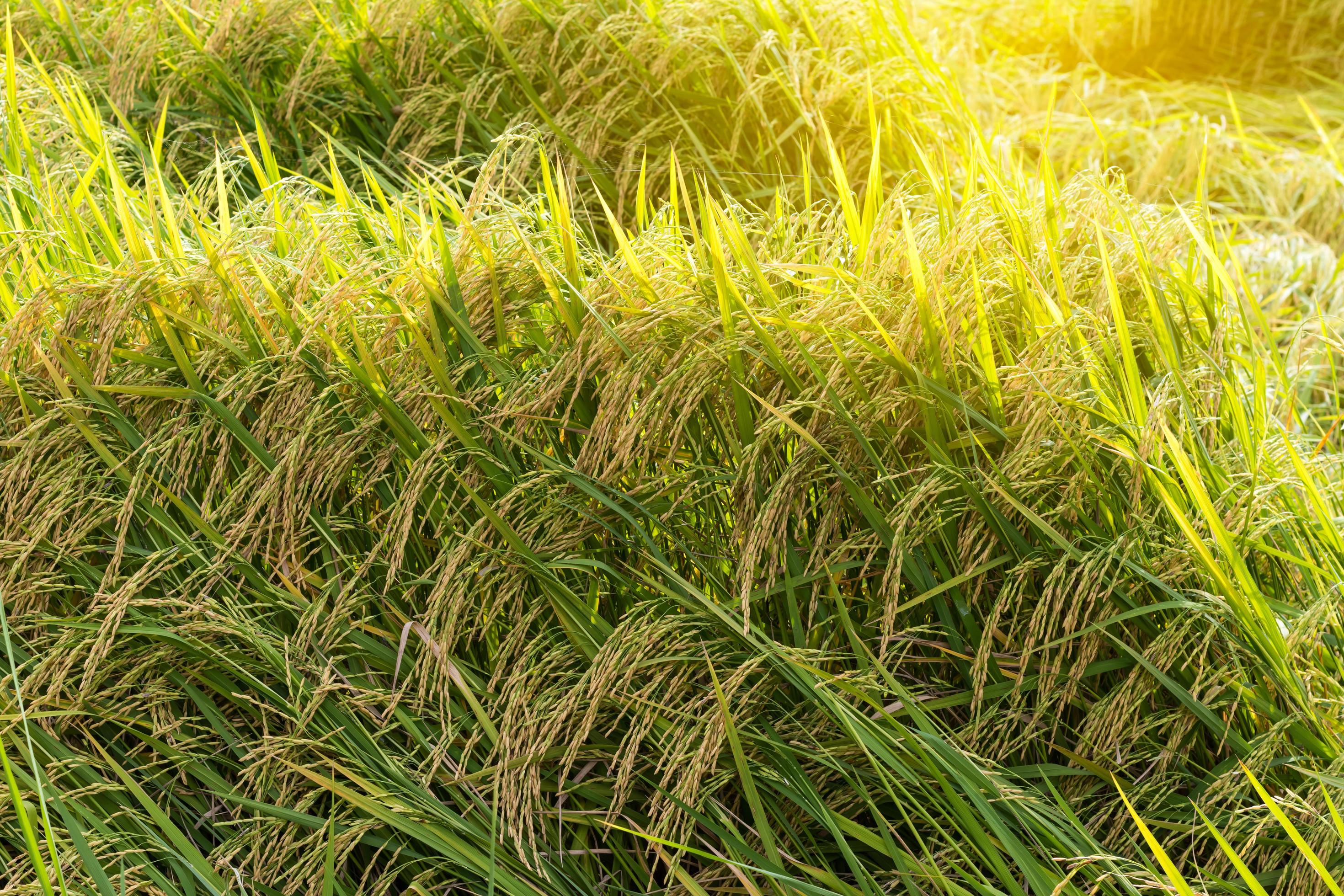 Closegrain rice yellow gold. 7519469 Stock Photo at Vecteezy