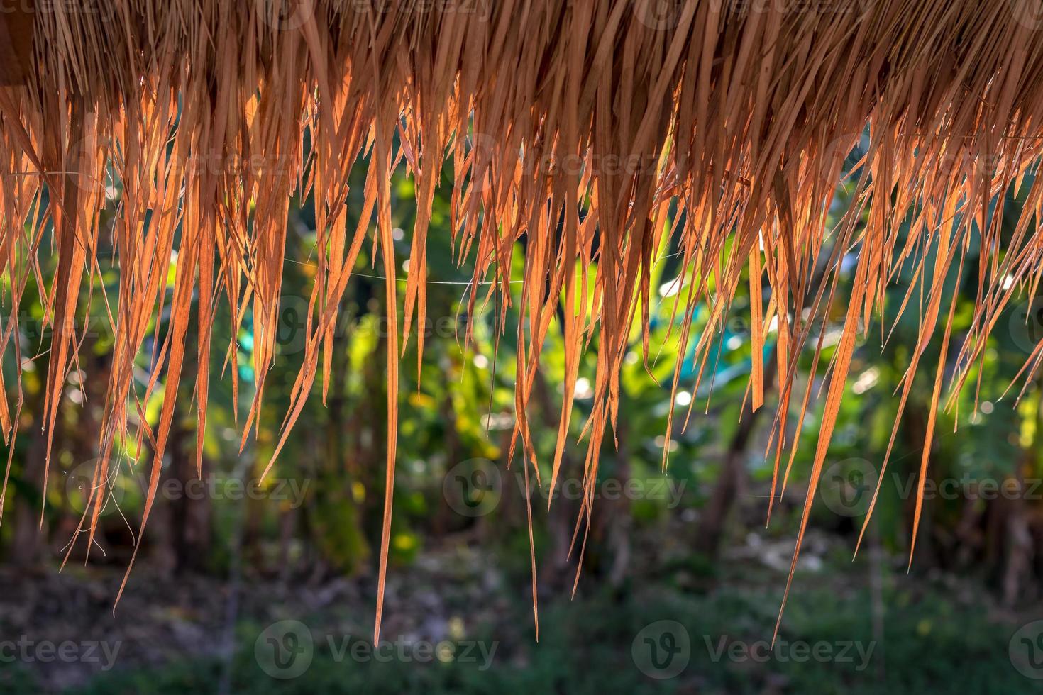 Close-up view of the vetiver roof back light. photo