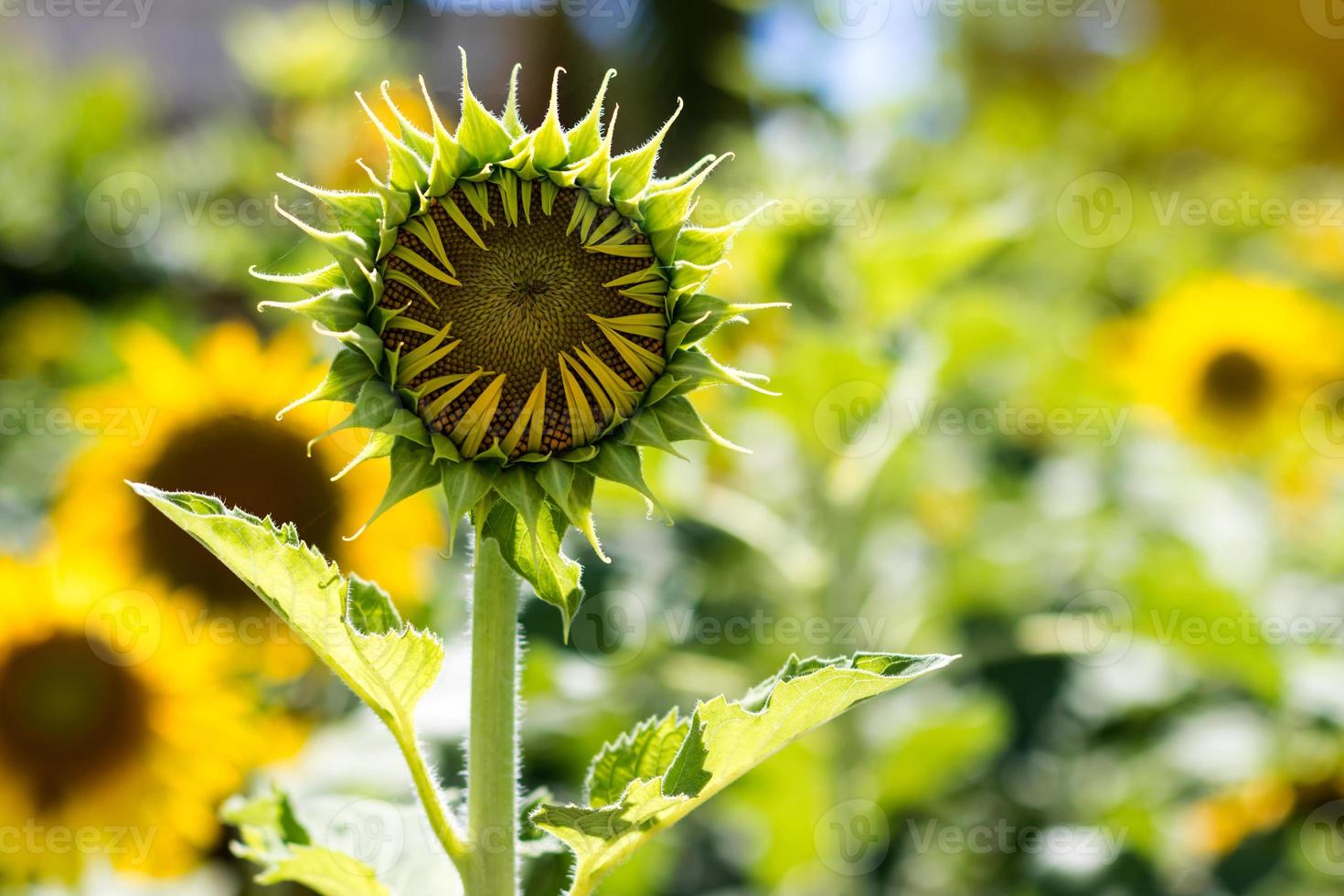 Sunflower blossom bud. photo