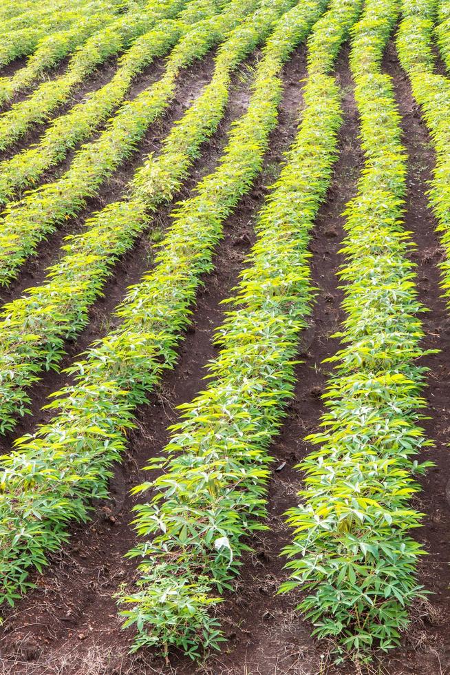 Background cassava plantation. photo