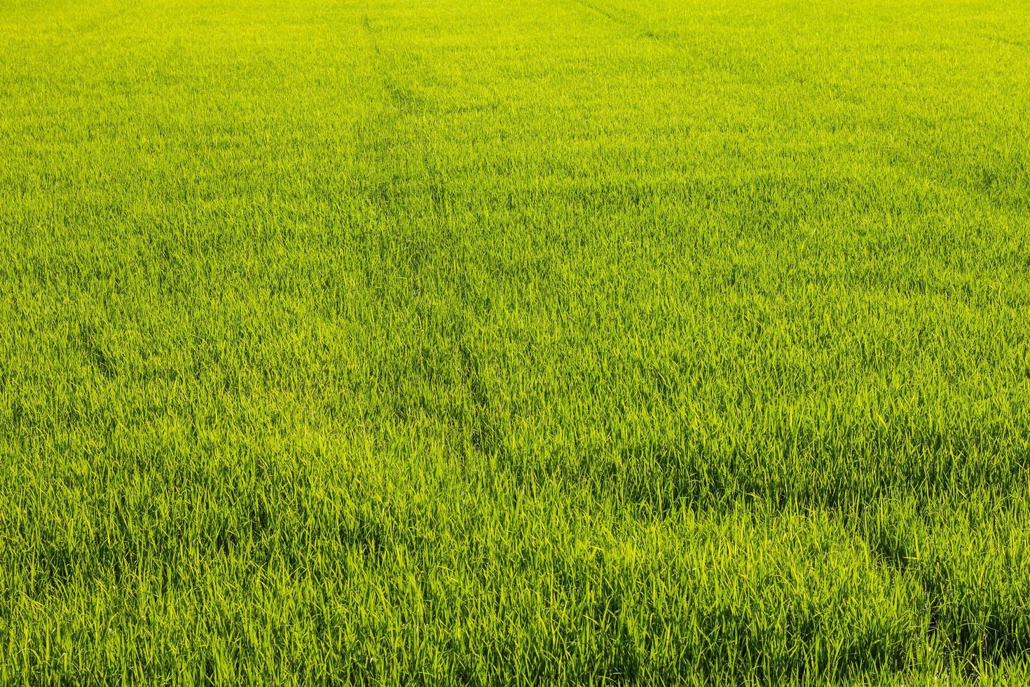Background of green paddy fields photo