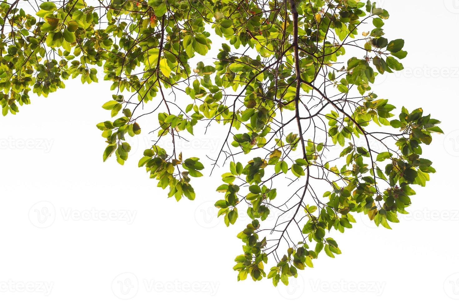 View beneath a rubber tree. photo