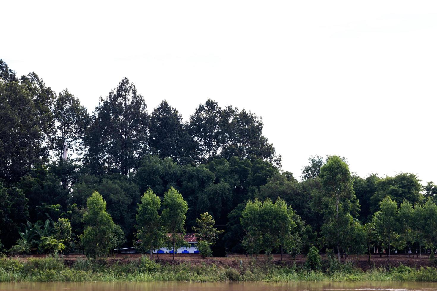 Tall trees, riverside countryside. photo