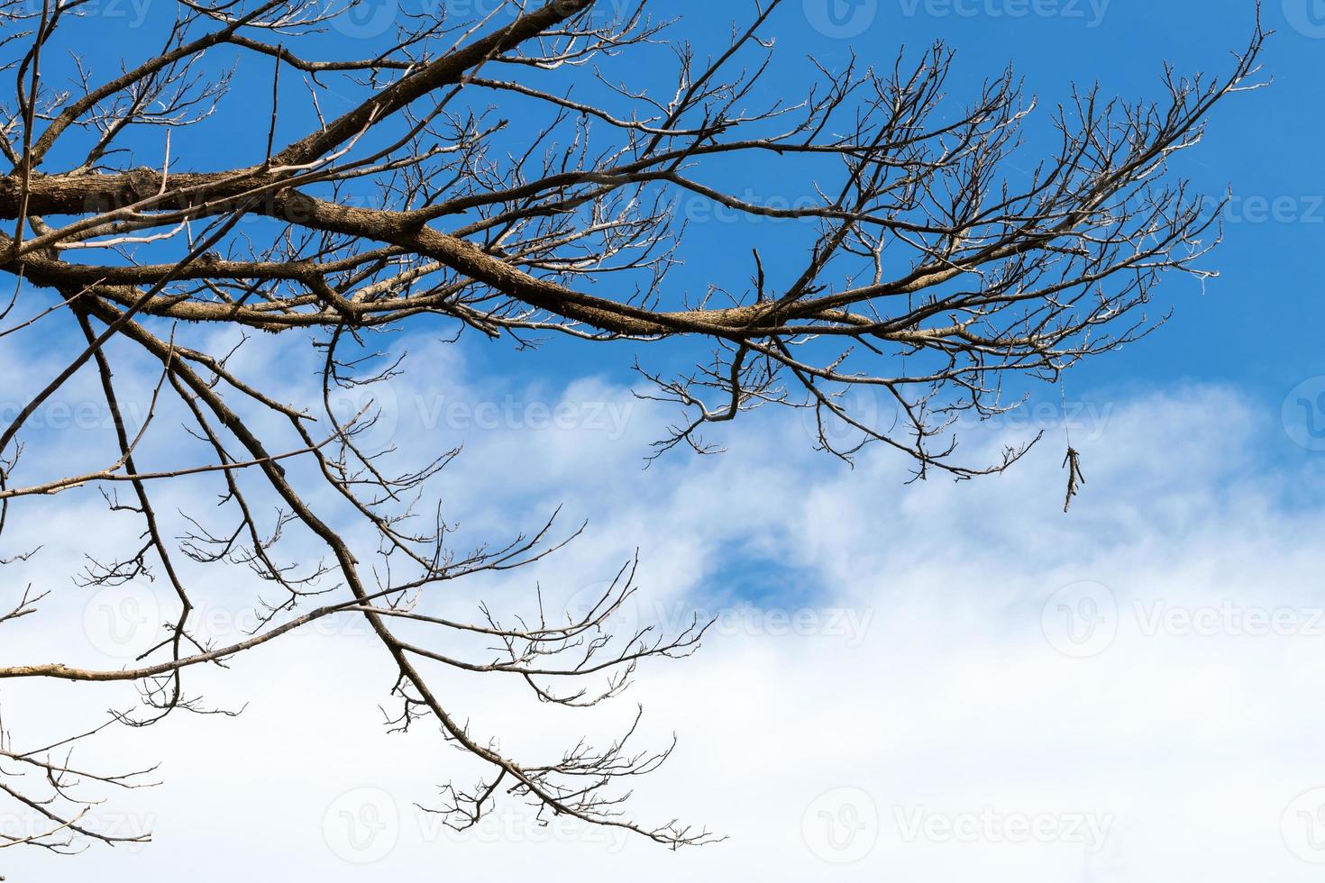 Dry branches with sky clouds. photo