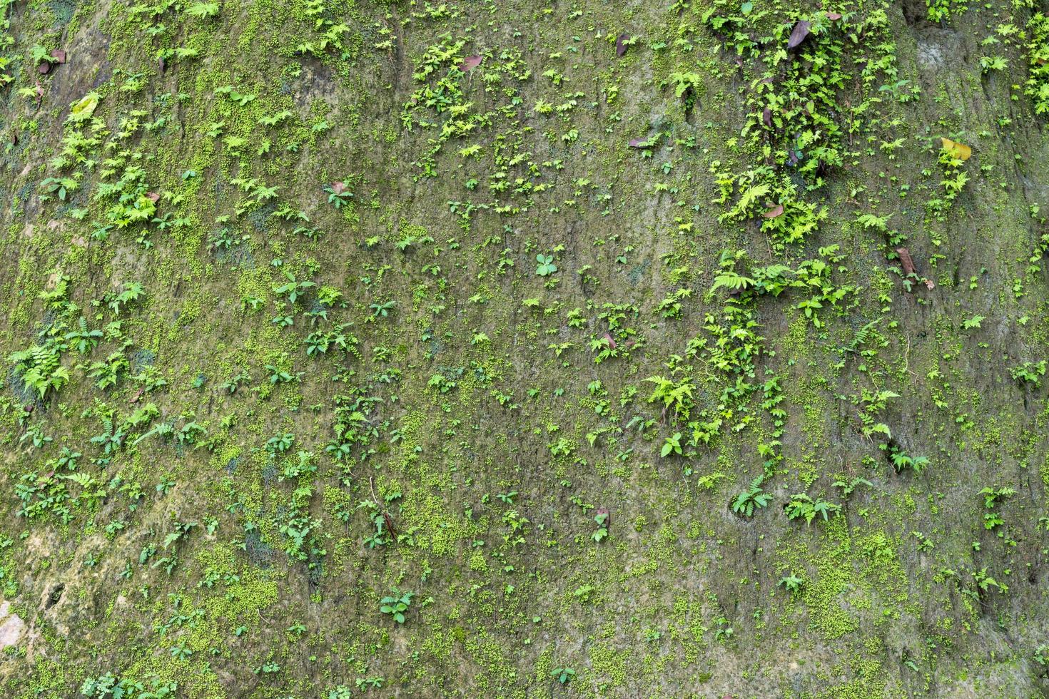 Cliff wall with moss fern. photo
