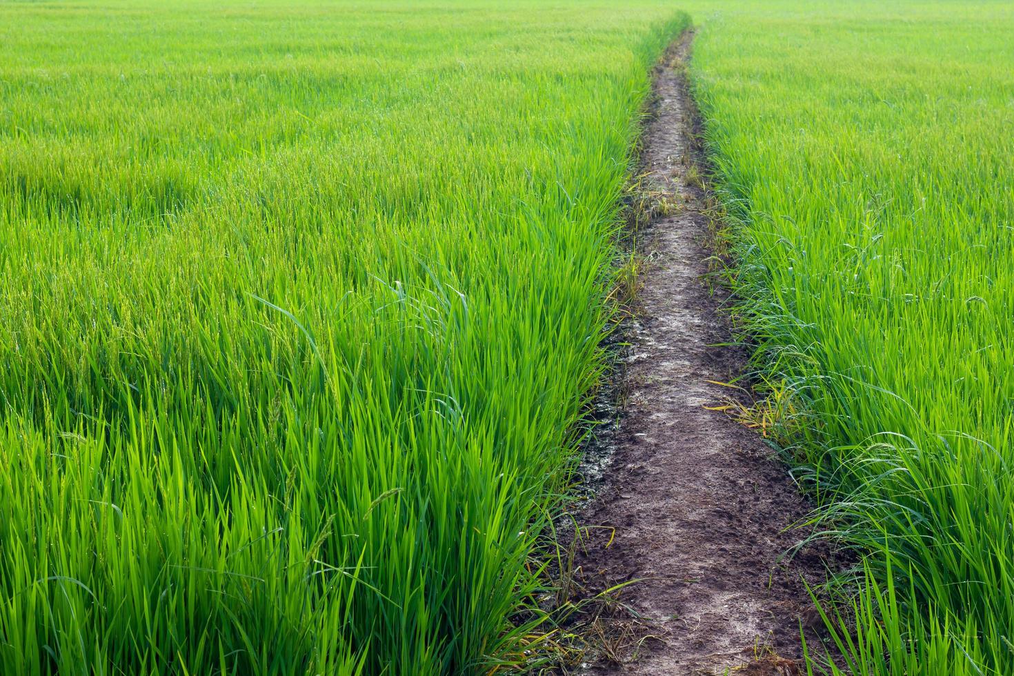 Background with green paddy soil. photo