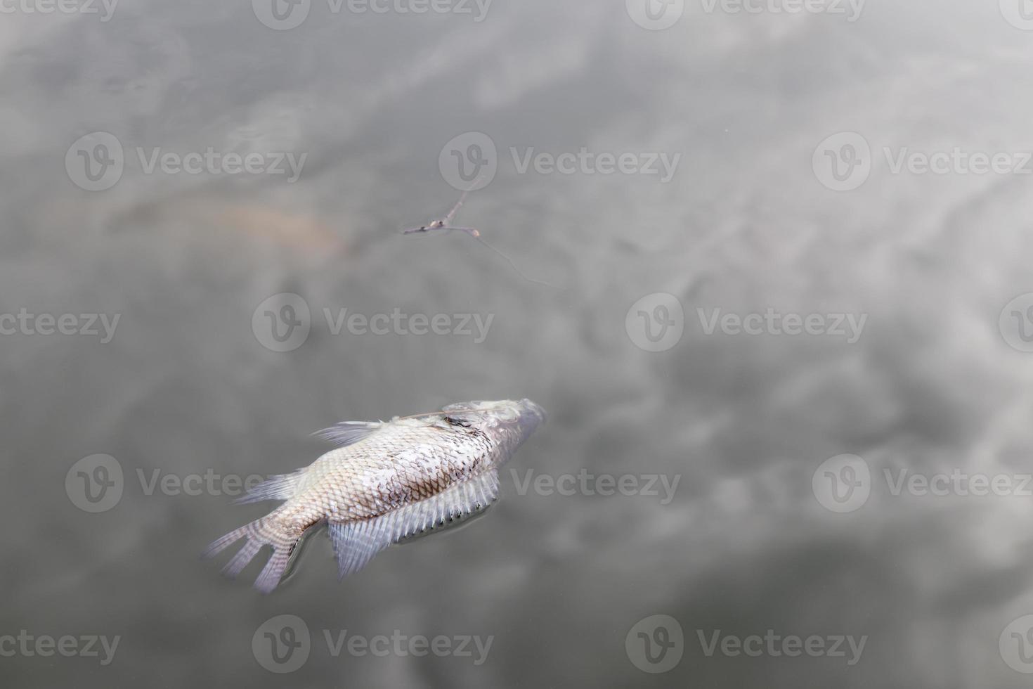 Dead fish float. photo
