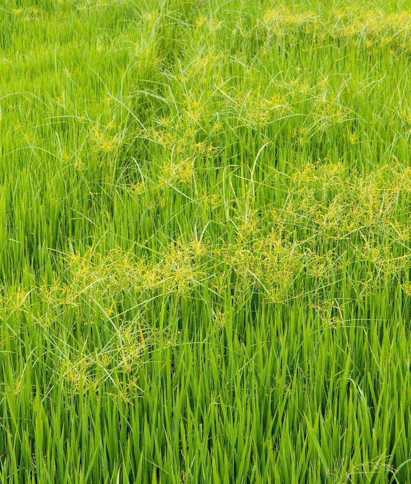 malas hierbas verdes en los campos de arroz. foto