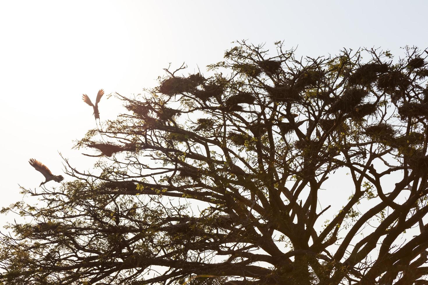 Stork Openbill with dry tree. photo