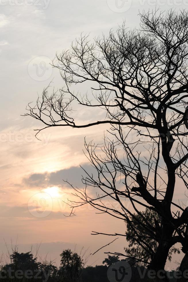 árbol muerto con luz solar. foto