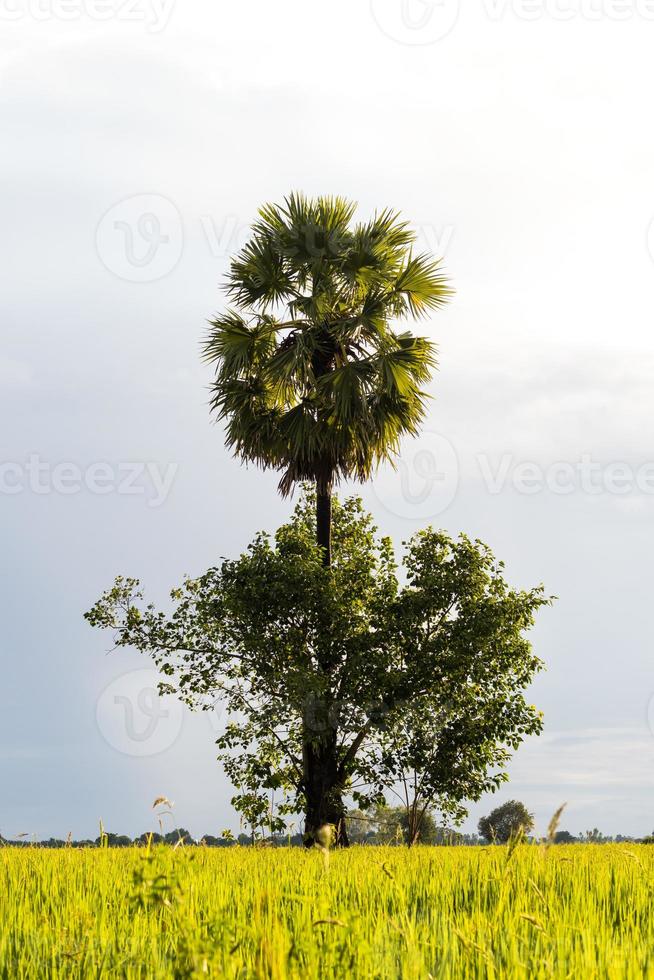 Rice, sugar palm tree. photo