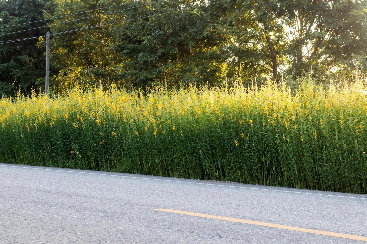 Crotalaria line the streets early morning. photo