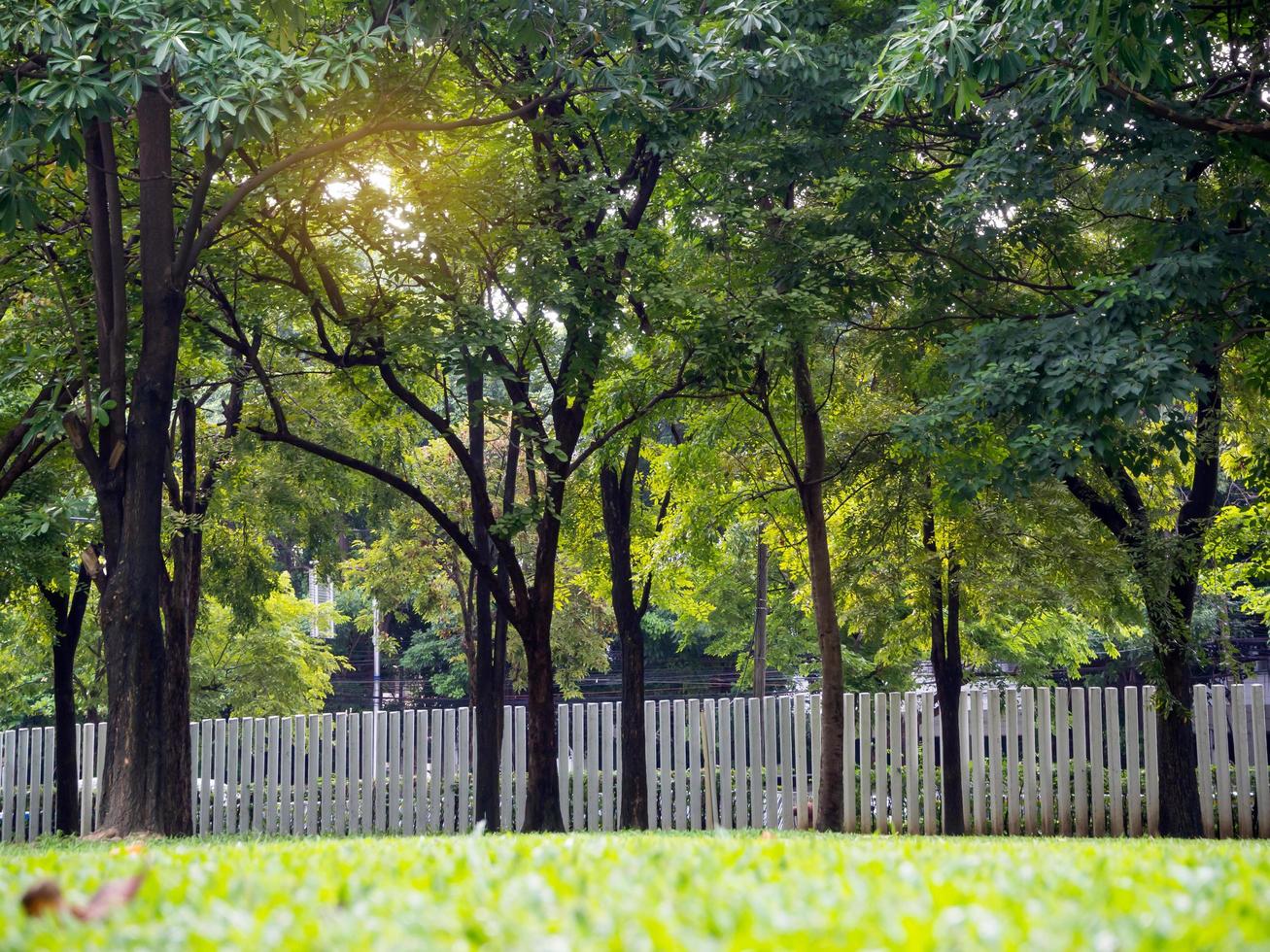 Trees with green foliage backlit near the fence. photo