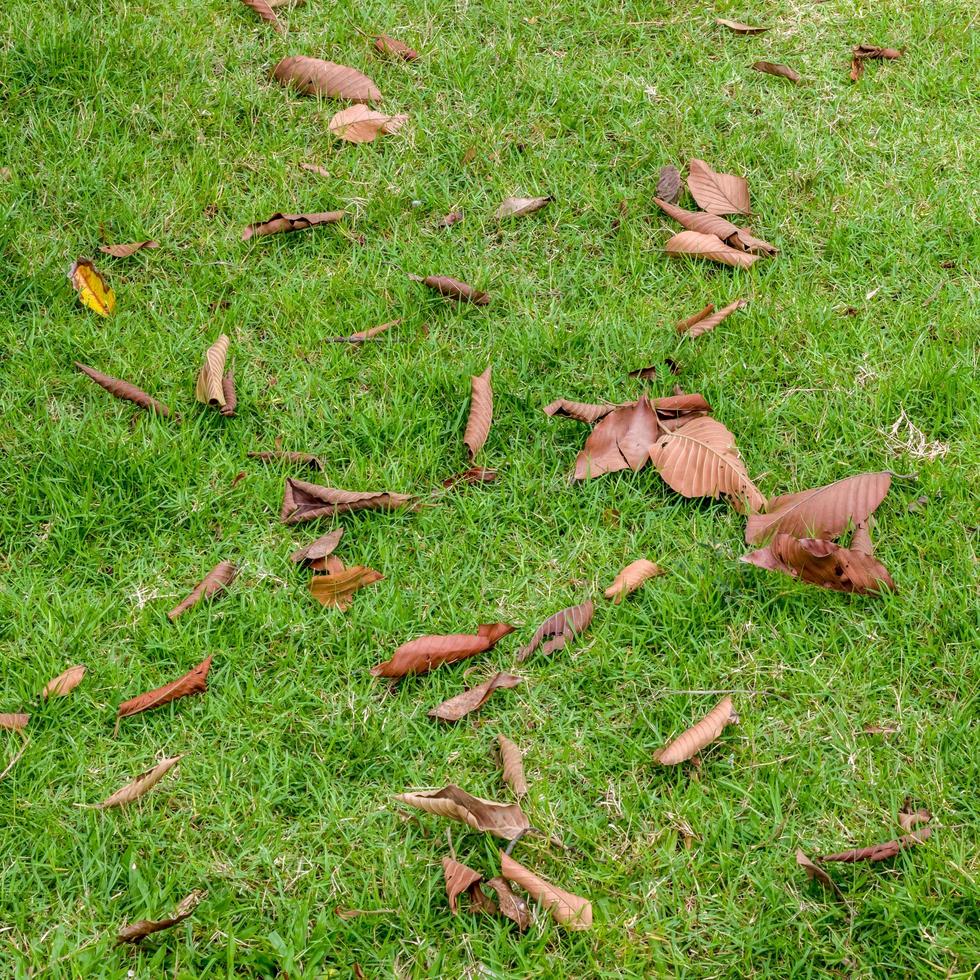 Many dry leaves on the grass. photo