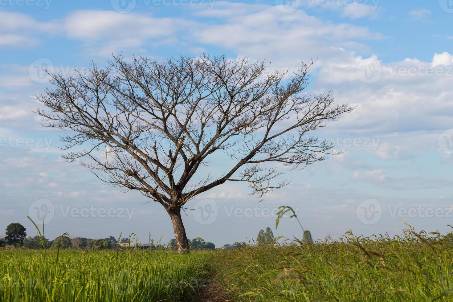 Bare deciduous trees on a rice field. photo