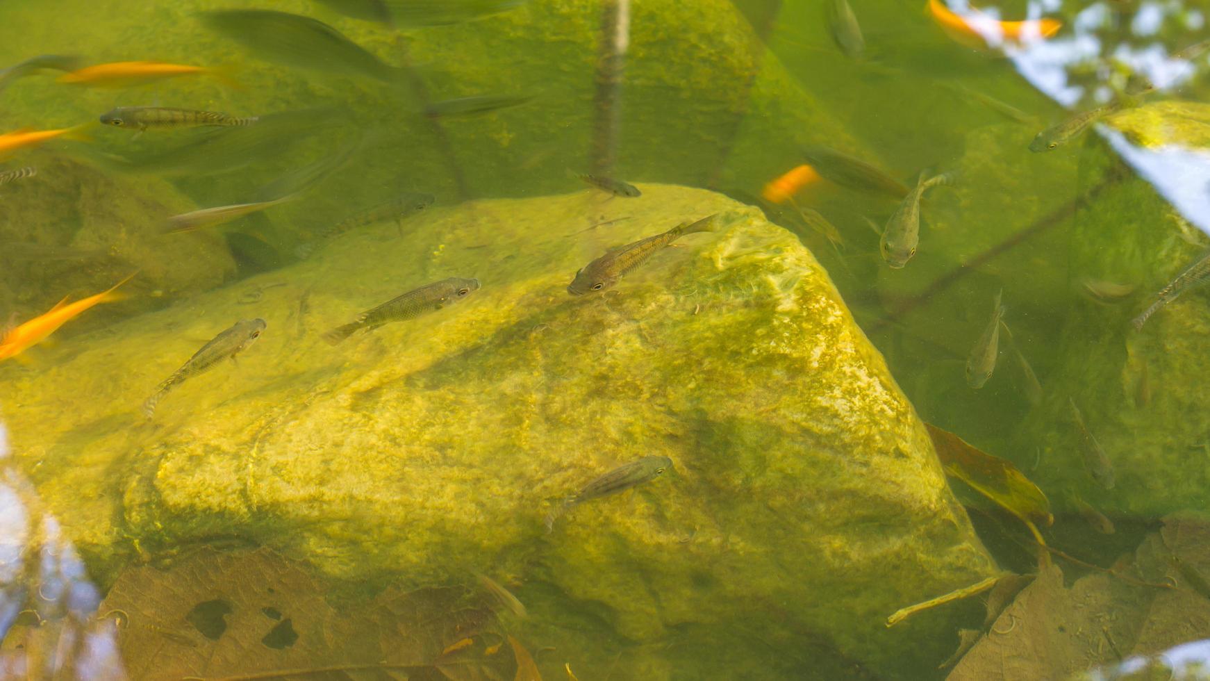 pequeña piedra de pescado. foto