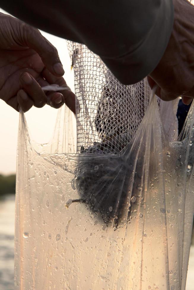 pescado pequeño en una bolsa. foto