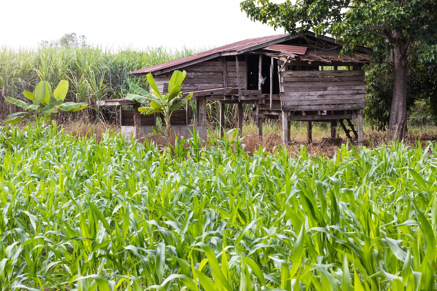 Old wooden hut near corn fields. photo