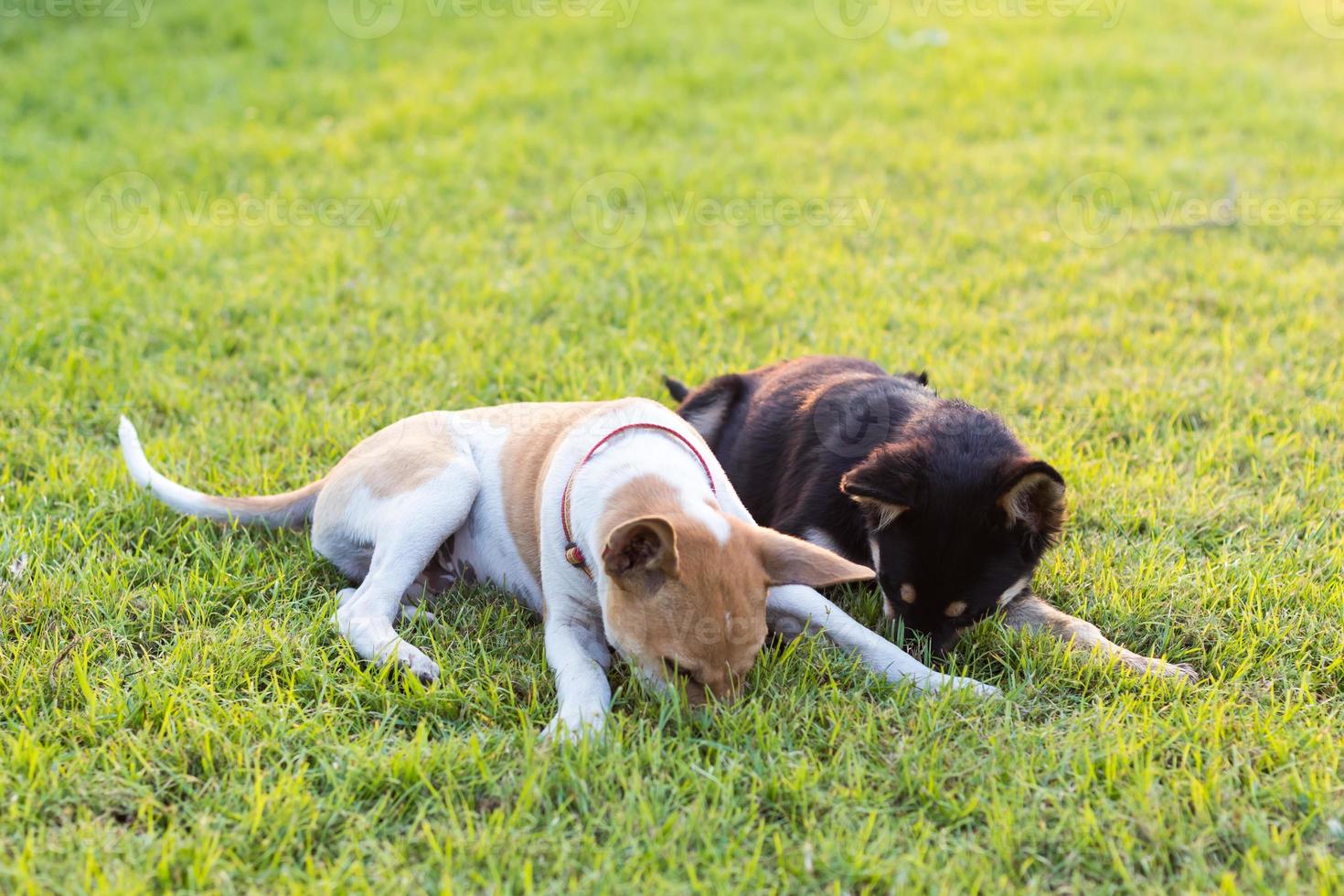 Two dogs playing on grass. photo