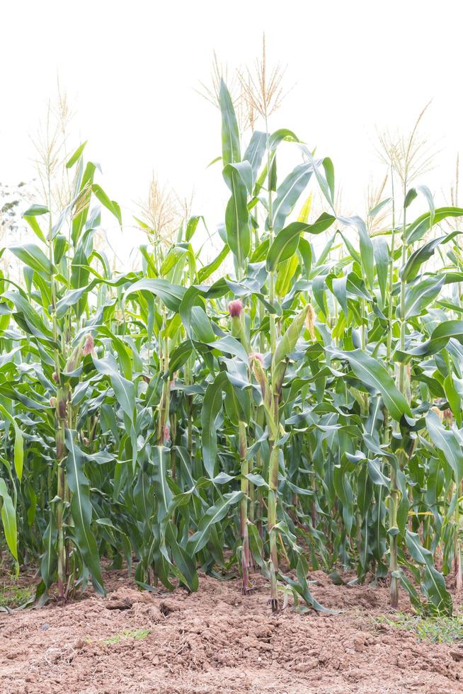 Corn on the ground. photo