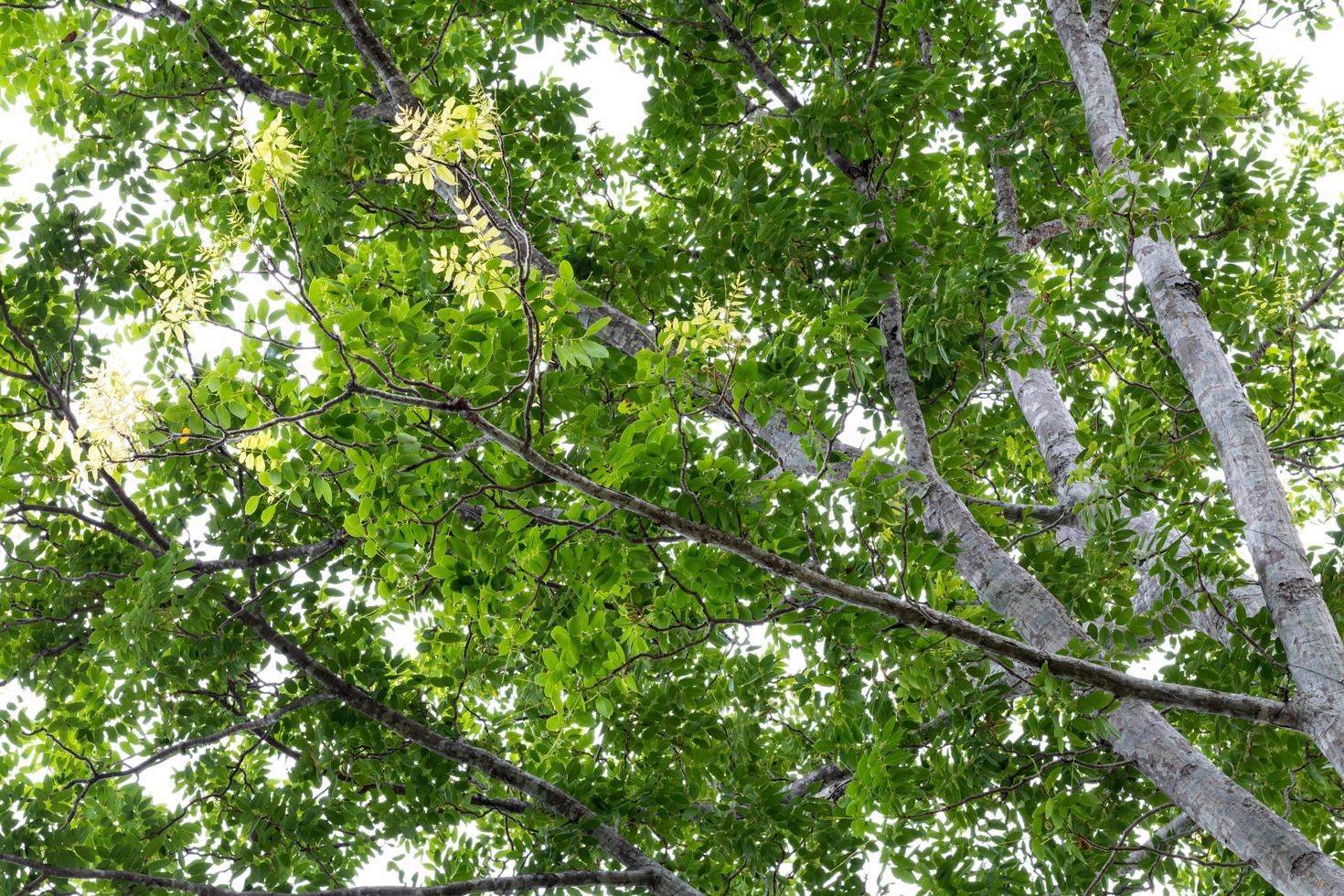 Green leafy branches. photo