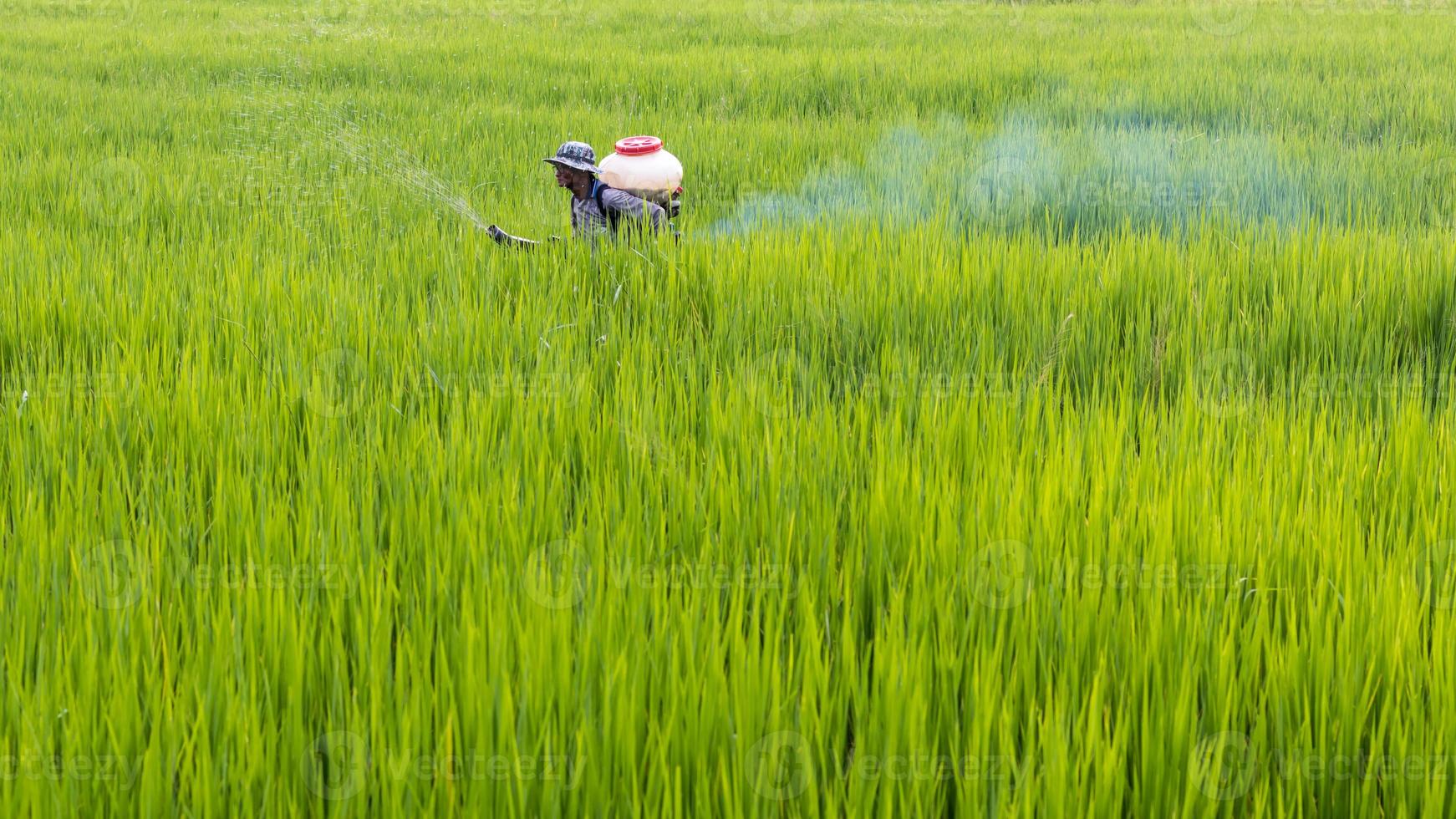 granjero rociando fertilizante en arroz con cáscara. foto