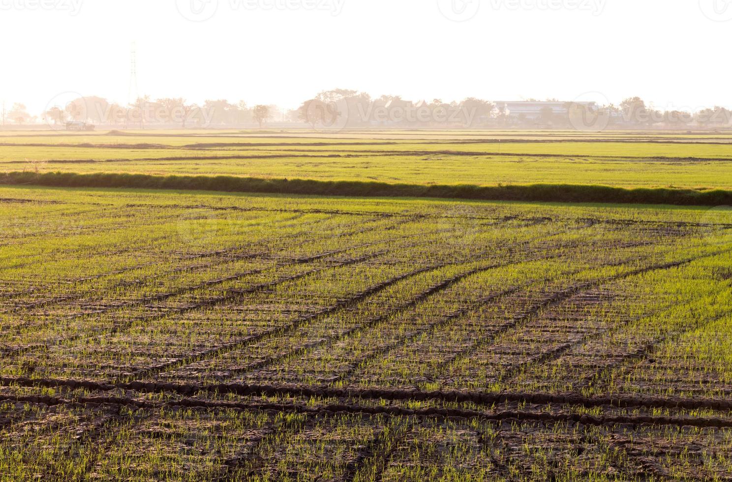 Green rice seedlings early morning. photo