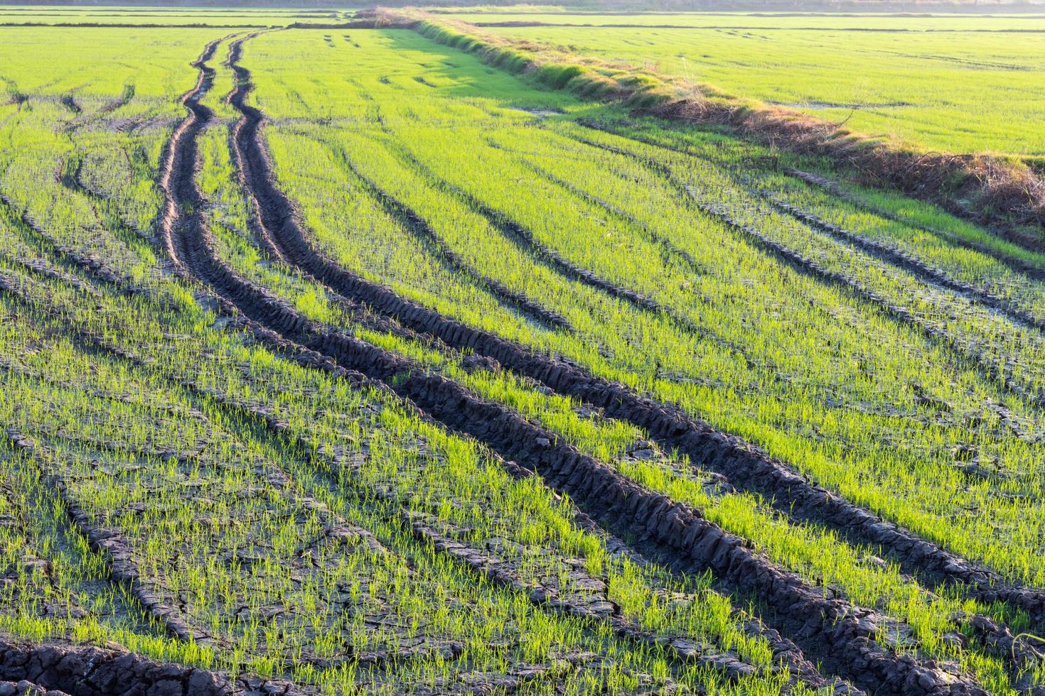 Green rice paddies with wheel markers. photo