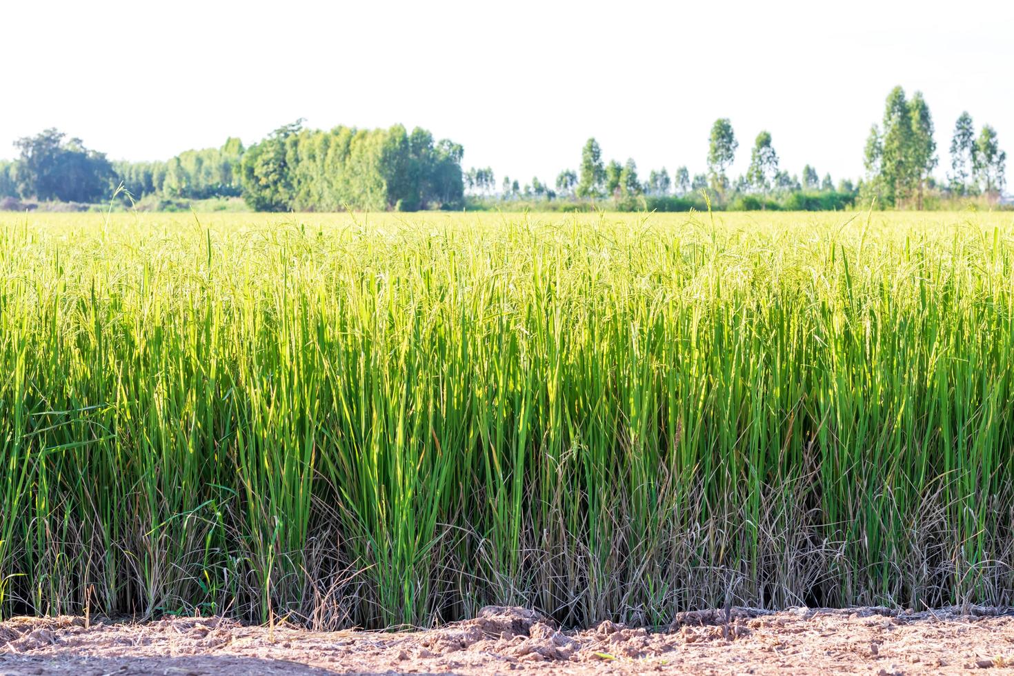 View rice fields and trees. photo