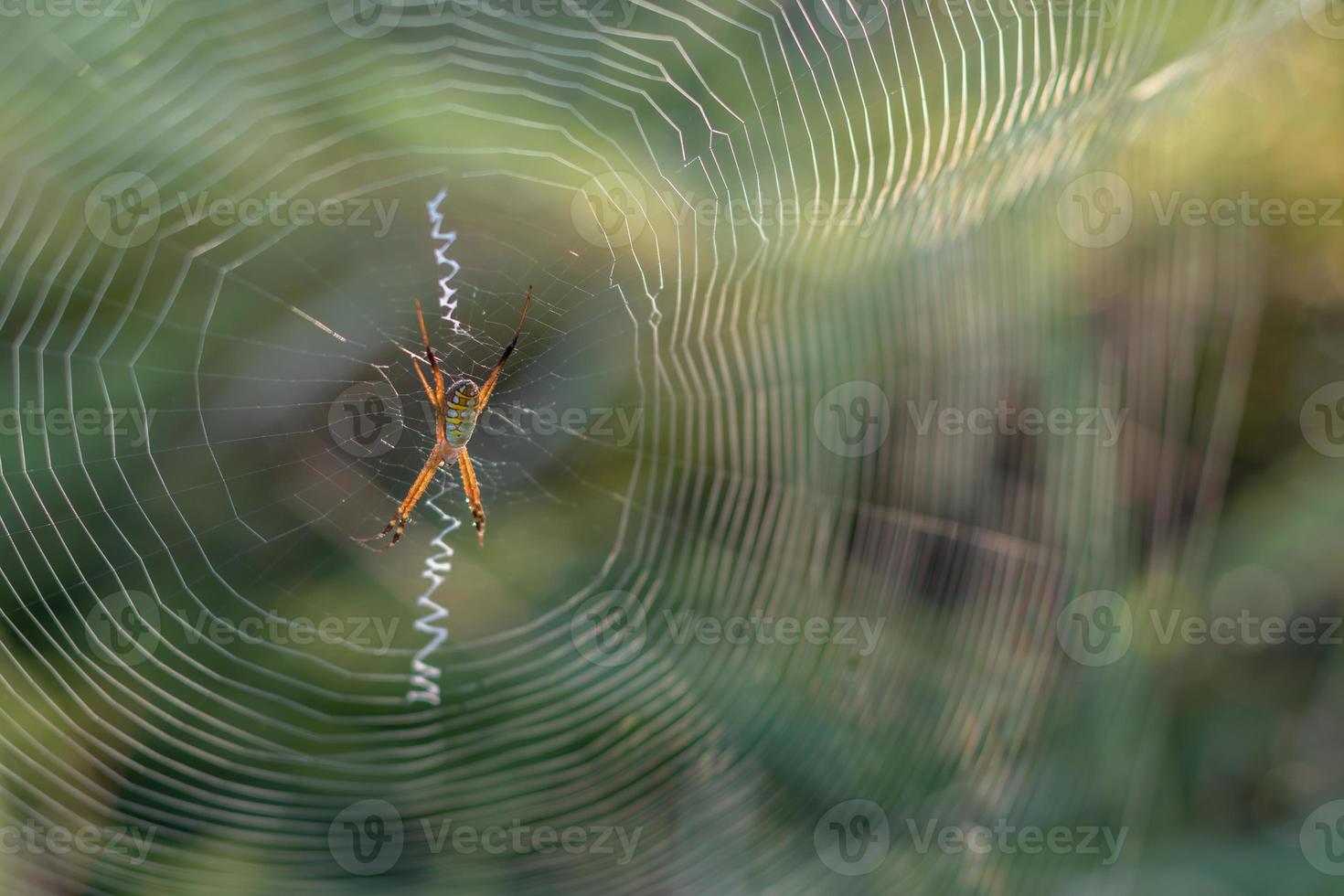 Spider-back light with green background blurred. photo