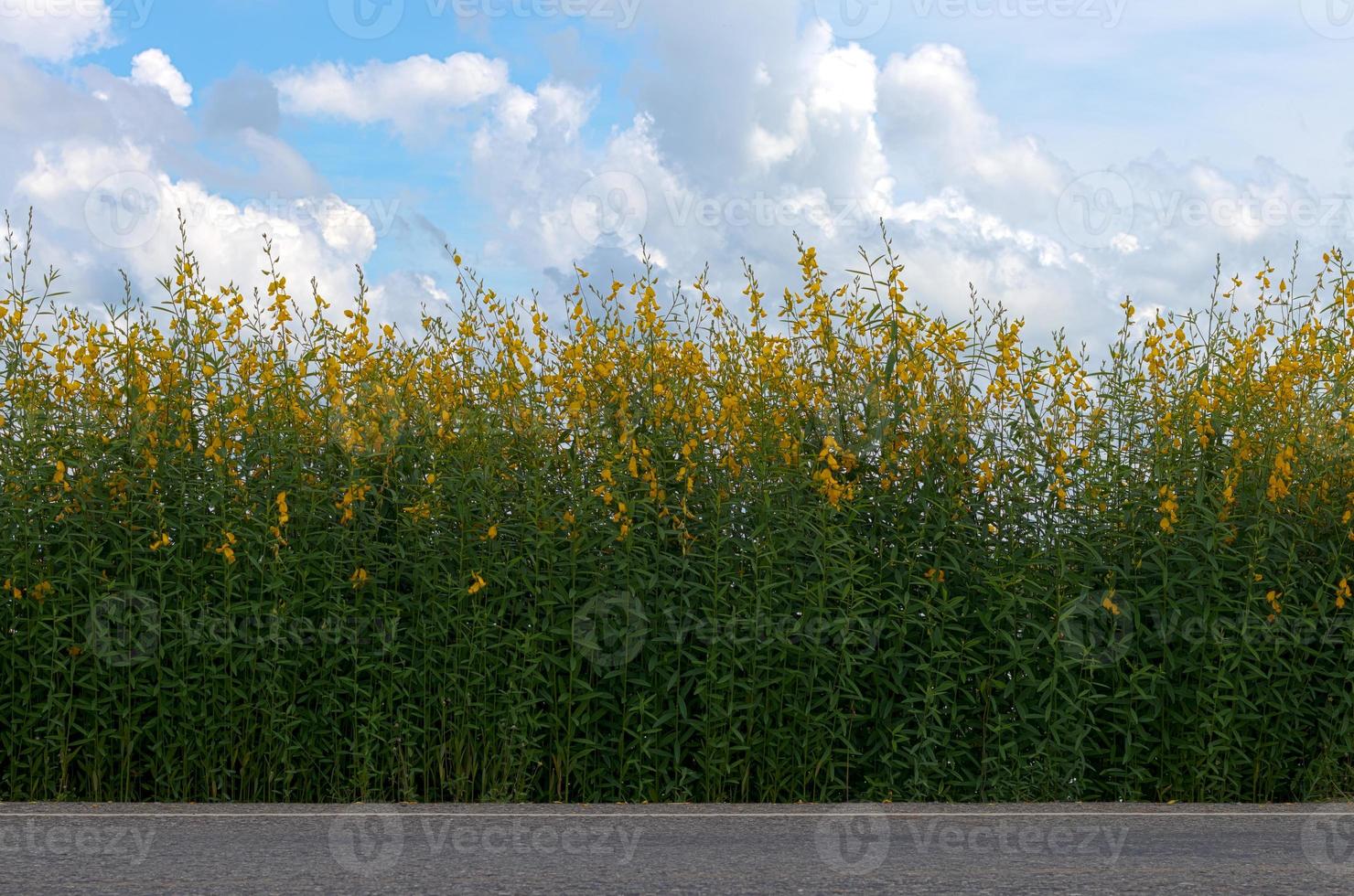 Row flower Crotalaria many roadside. photo