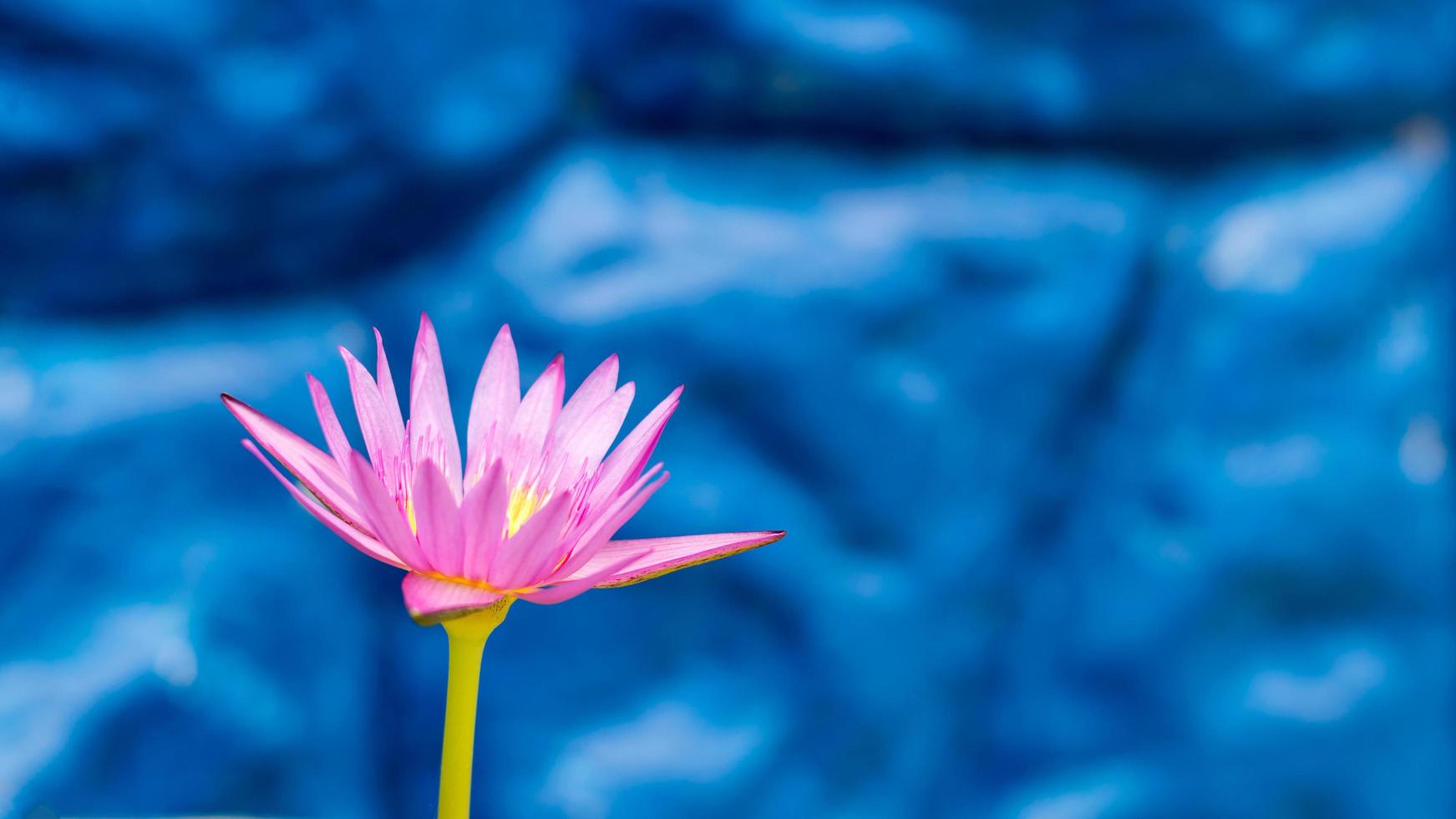 Purple lotus with blue stone walls. photo