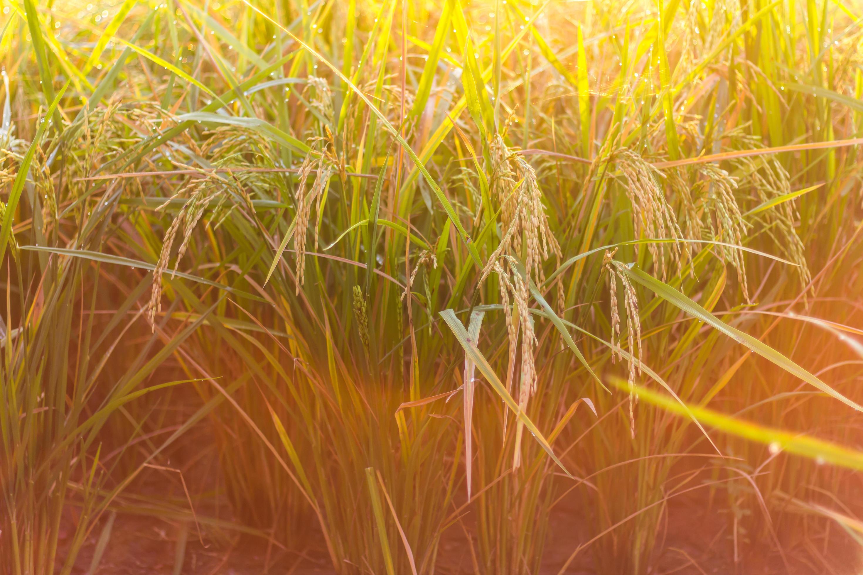 Closegrain rice yellow light. 7519774 Stock Photo at Vecteezy