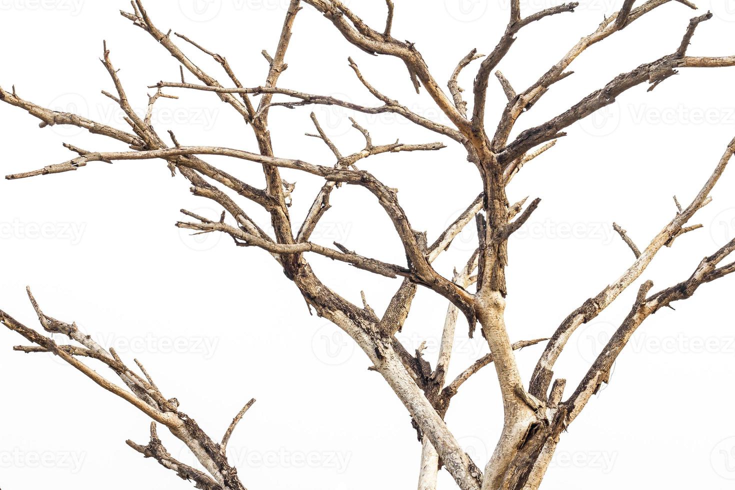 Close-dried dead branches. photo