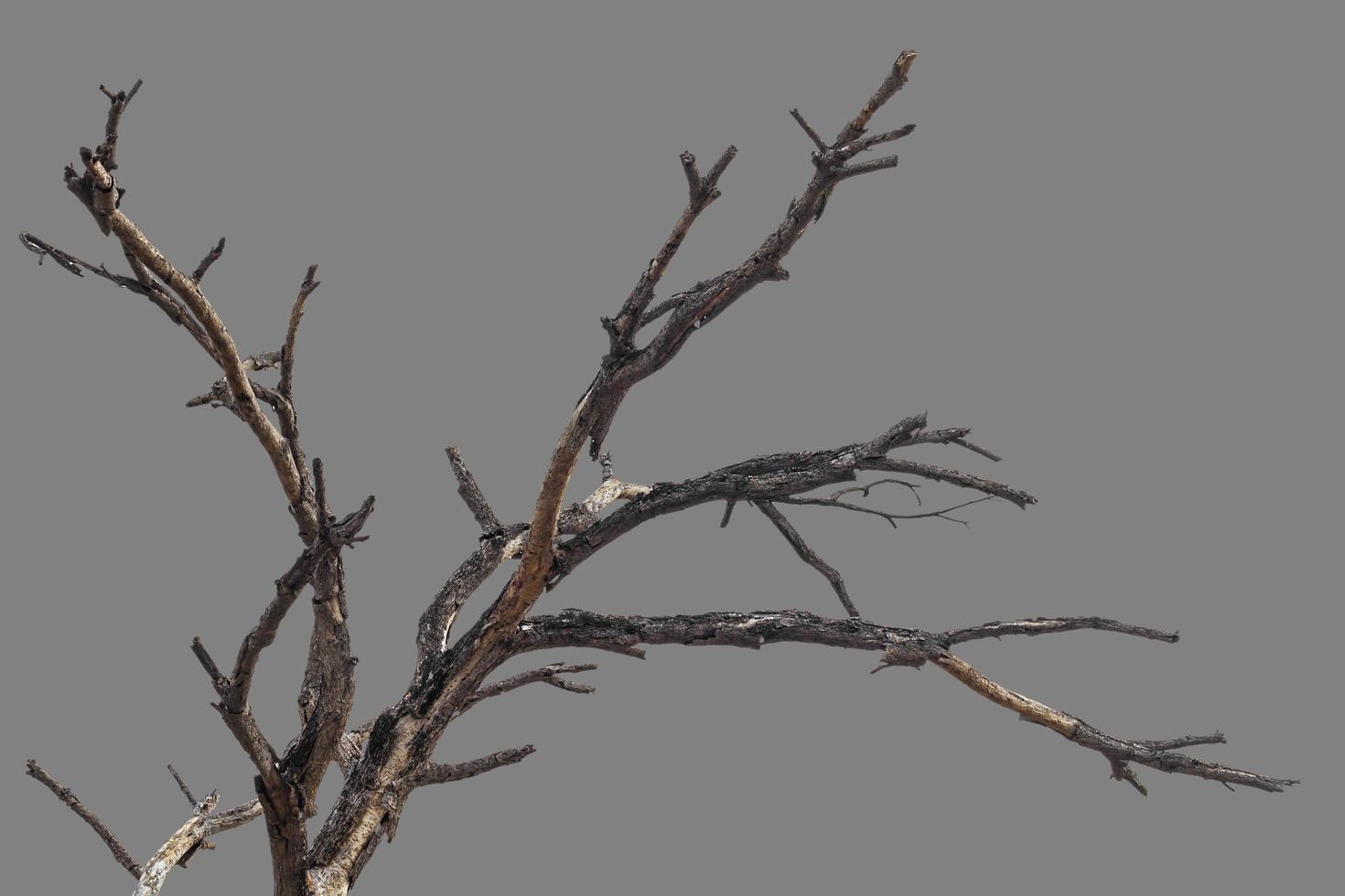 Bare branches gray background. photo