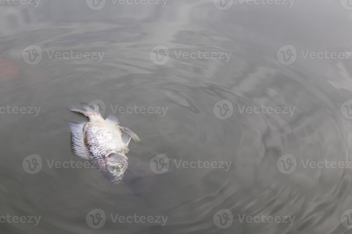 Dead fish float. 7519803 Stock Photo at Vecteezy