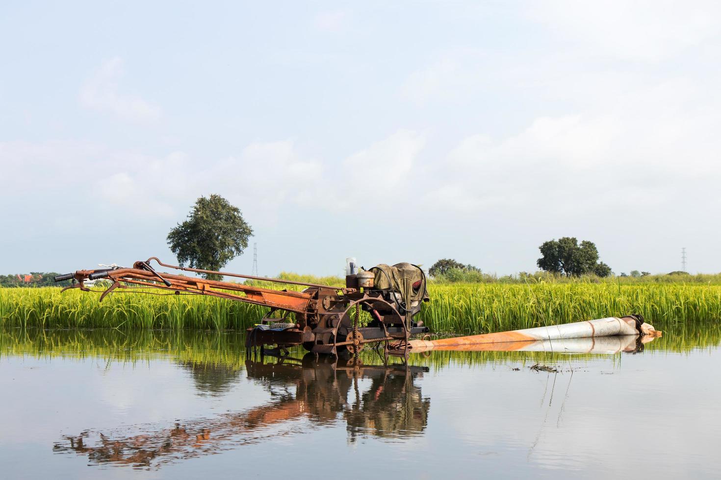 cultivadores reflejados en los arrozales. foto