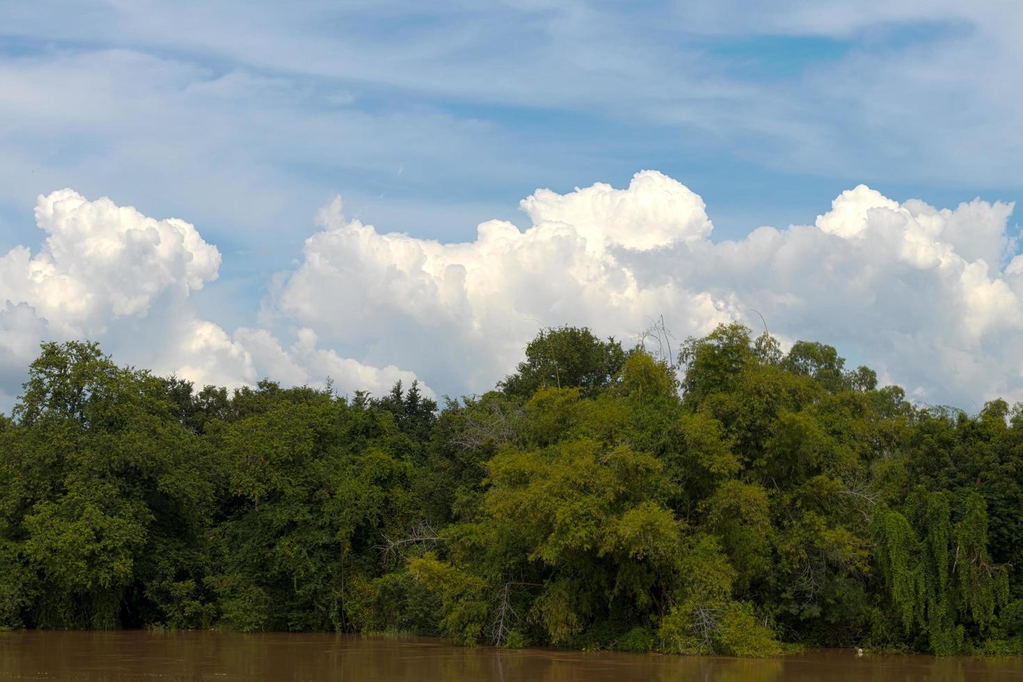 View forest trees alongside the river. photo